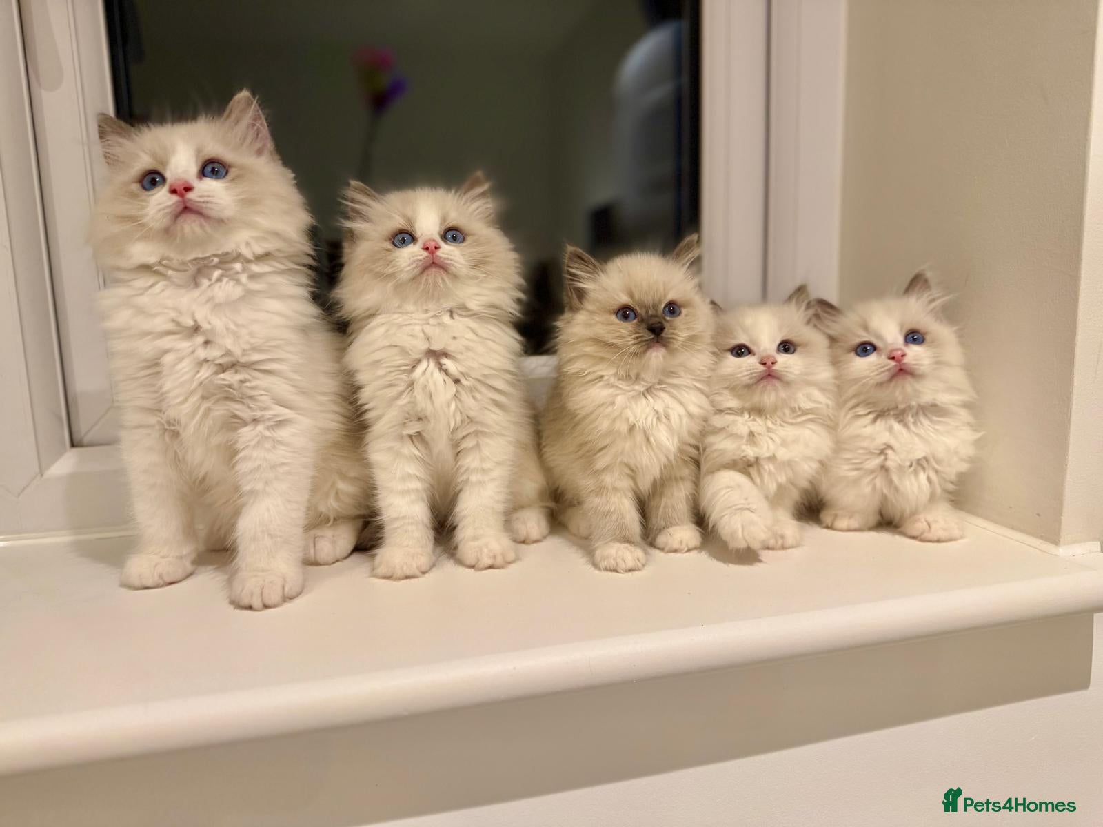 Ragdoll cats Beautiful Ragdoll Kittens  - Advert 1