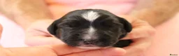 Sprollie dogs for sale: Intelligent & Affectionate Sprollie Puppies  - Advert 14