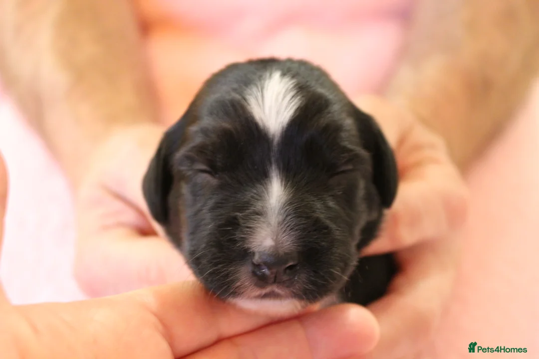 Sprollie dogs for sale: Intelligent & Affectionate Sprollie Puppies  - Advert 14