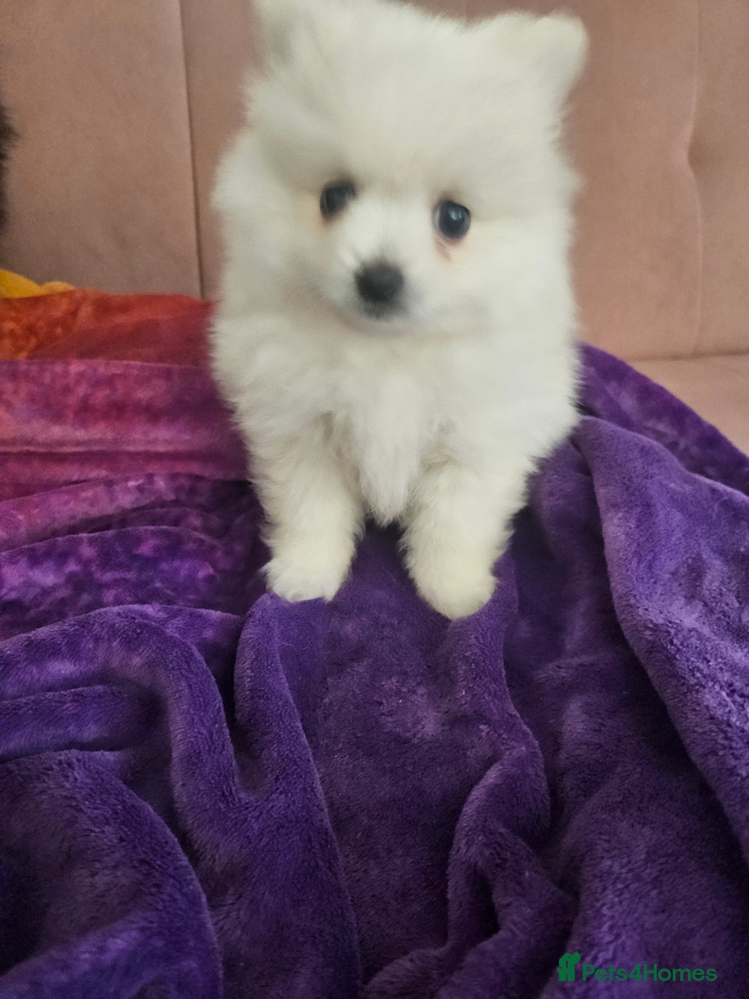 Pomeranian dogs for sale: Pomeranian puppies - Advert 4