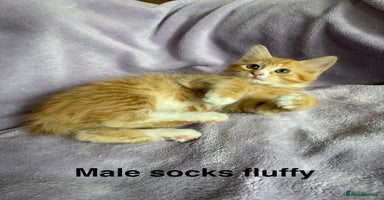 Mixed Breed cats - Advert 9