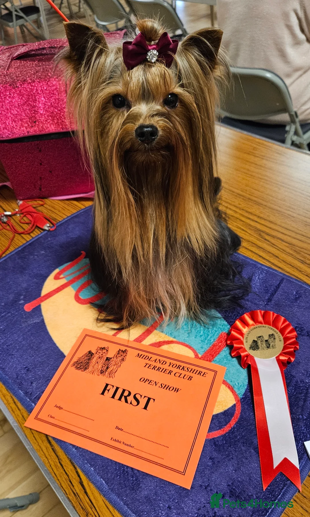 Yorkshire Terrier dogs for stud: PROVEN KC reg 2.5kg experienced STUD boy in Newton-le-Willows - Advert 7