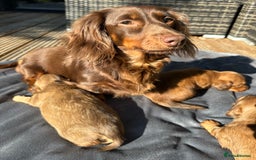 Dachshund dogs for sale: 1 girl and 2 boys miniature long haired dachshunds - Image 5