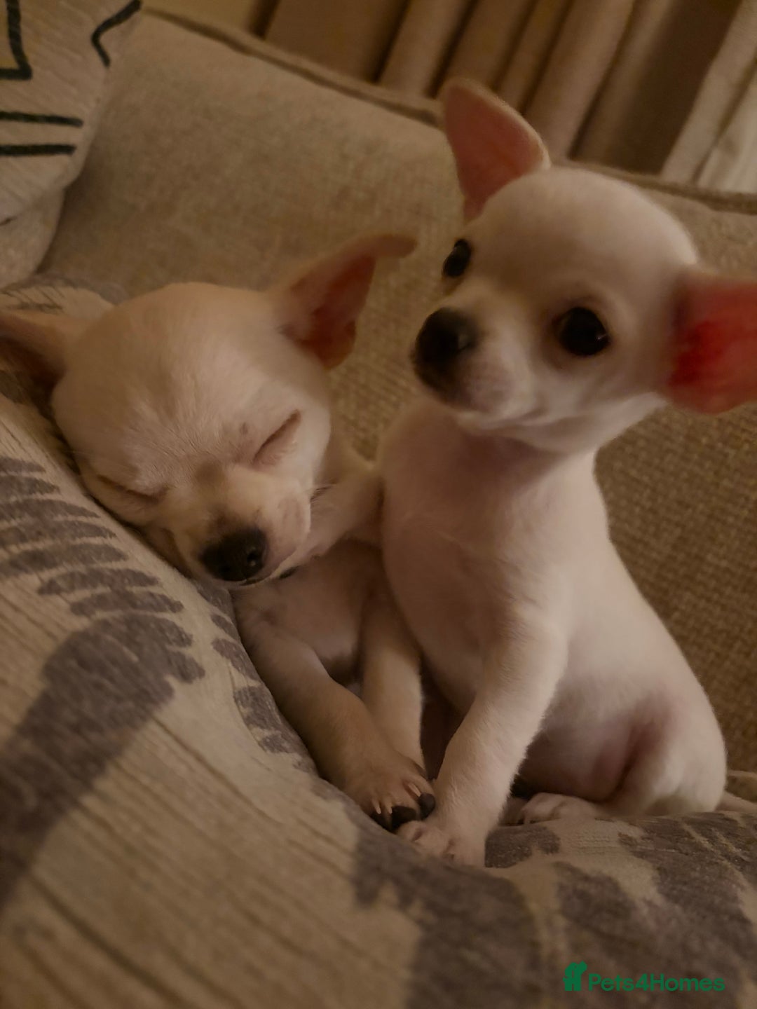 Mixed Breed dogs for sale: Beautiful chihuahua X puppies - Advert 8
