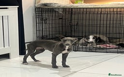 Whippet dogs for sale: Blue boy kc reg fully vaccinated and microchip  - Image 1