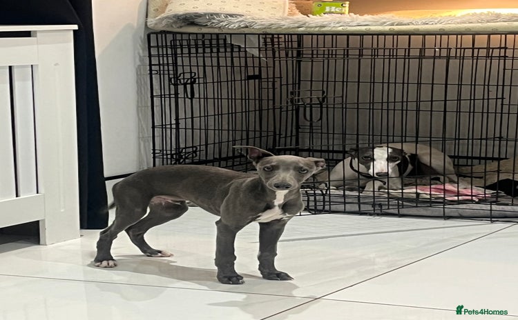 Whippet dogs - Advert 5