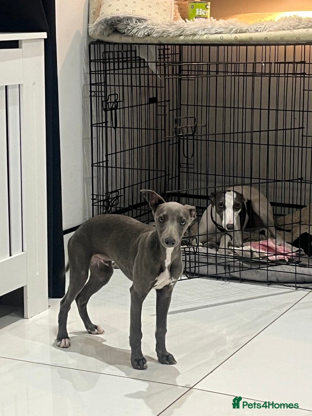 Whippet dogs for sale: Blue boy kc reg fully vaccinated and microchip  - Image 1