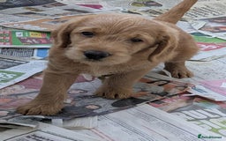 Labradoodle dogs for sale: Fox Red Labradoodles. 4 boys 3 girls  - Image 7
