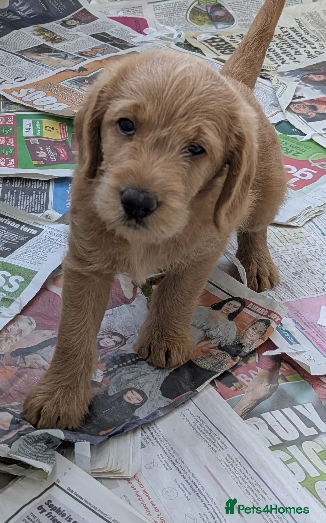 Labradoodle dogs for sale: Fox Red Labradoodles. 4 boys 3 girls  - Image 7