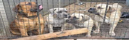 Boerboel dogs for sale: SABBS REGISTERED KENNEL - Advert 14