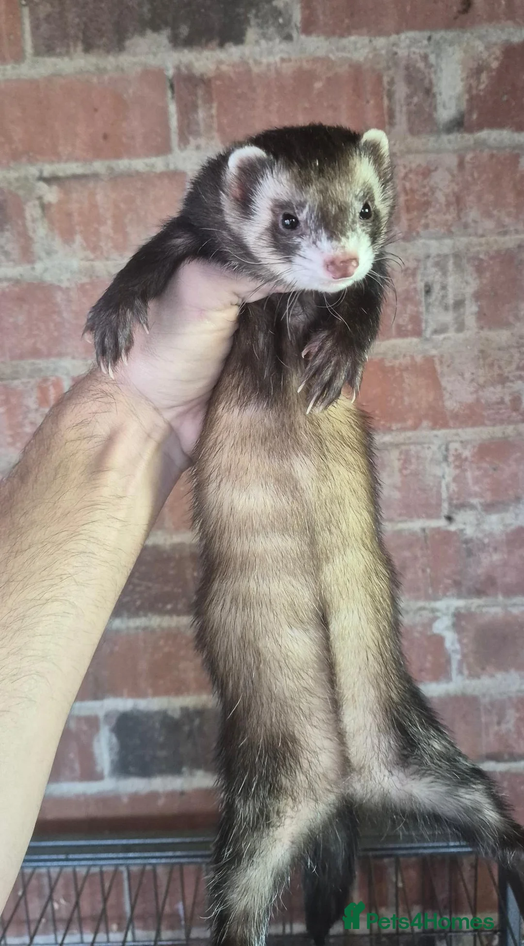 Ferret rodents for sale: Ferrets European polecat hob and polecat jill  - Advert 12