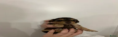 Cockapoo 2