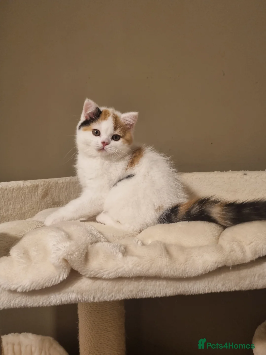 British Shorthair cats for sale: World class British Shorthair & Longhair kittens - Advert 11