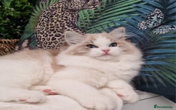 Ragdoll cats for sale: 🌸Stunning TICA🏆Kittens | Award winning cattery🌸 in Slough - Image 11