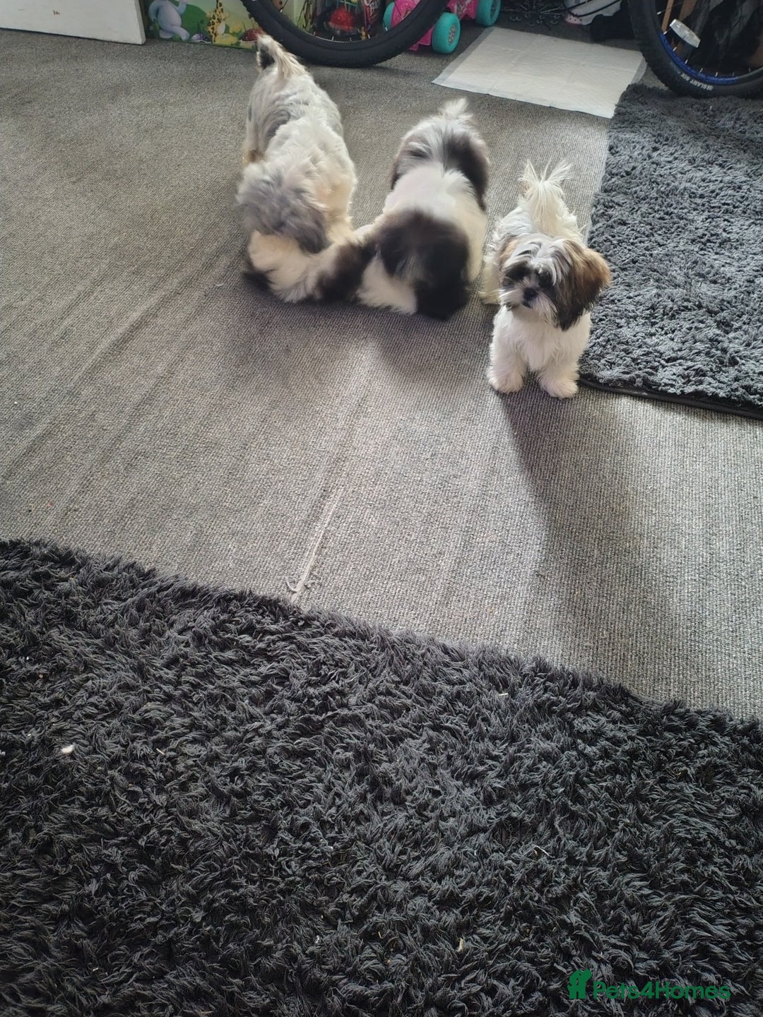 Zuchon dogs for sale: Shichon/zuchon puppies for sale  - Image 13