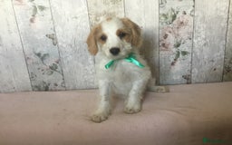 Bordoodle dogs for sale: Adorable & Confident Collie x poodle pups - Image 14
