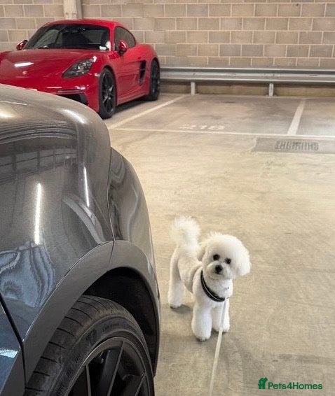 Bichon Frise dogs Beautiful Bichon Frise for rehoming - Advert 2