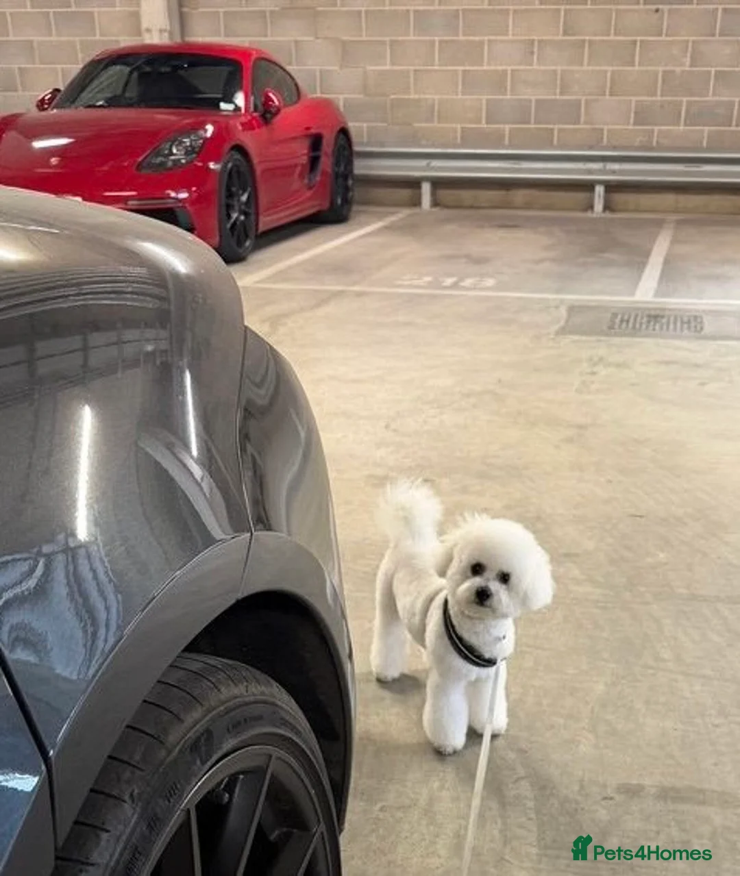 Bichon Frise dogs for sale: Beautiful Bichon Frise for rehoming - Advert 1