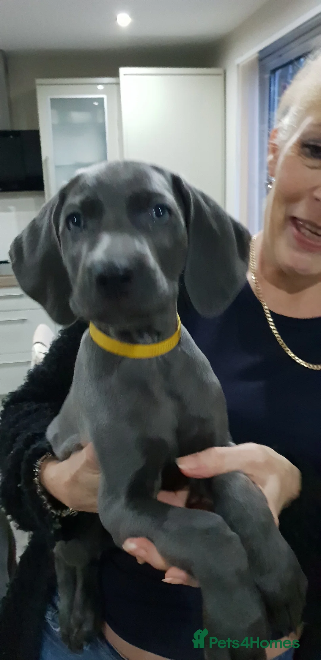 Weimaraner dogs for stud: STUD WEIMARANER in Nottingham - Advert 4