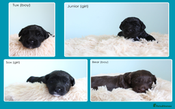 Australian Labradoodle dogs for sale: Health-tested Australian Labradoodle puppies - Image 14
