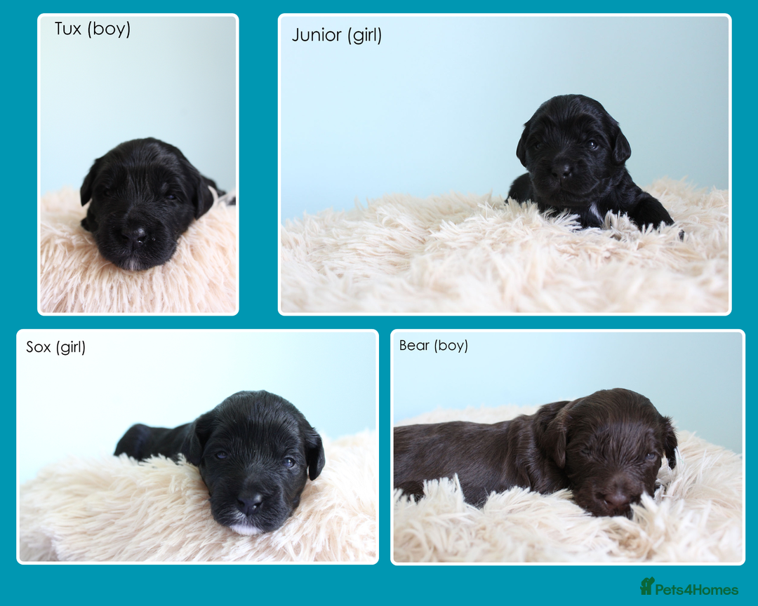 Australian Labradoodle dogs for sale: Health-tested Australian Labradoodle puppies - Image 14