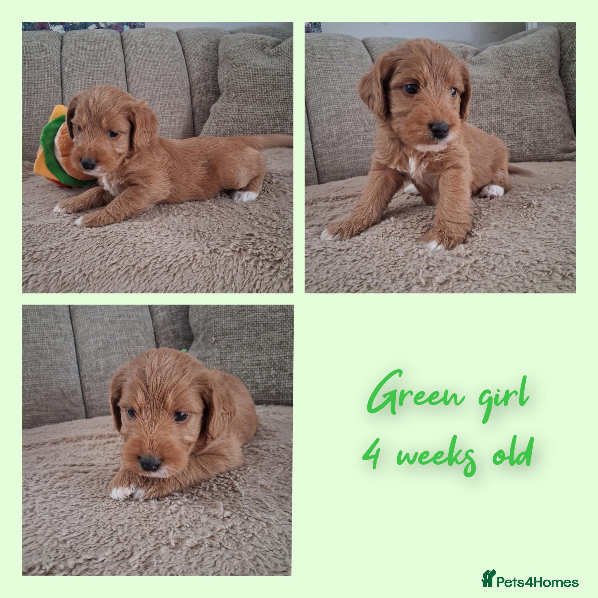 Australian Labradoodle dogs Miniature Australian labradoodles - Advert 2