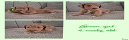 Australian Labradoodle dogs for sale: Miniature Australian labradoodles - Advert 12