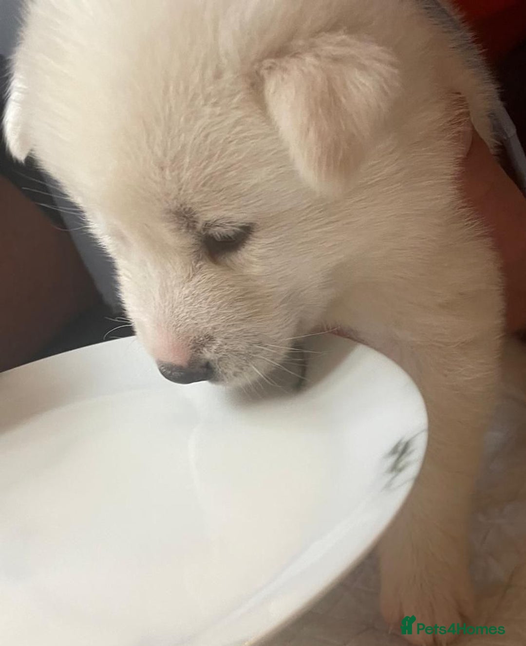 Siberian Husky dogs for sale: Gorgeous Husky puppies - Image 14