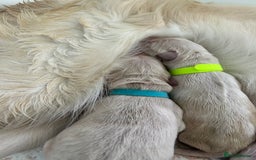 Golden Retriever dogs for sale: Golden retriever puppies  - Image 20