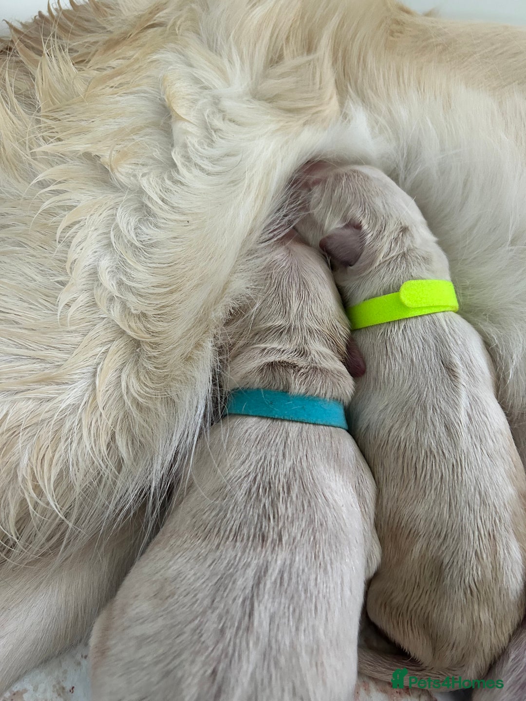 Golden Retriever dogs for sale: Golden retriever puppies  - Image 20
