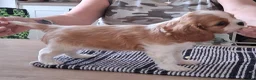 Cavalier King Charles Spaniel dogs for sale:  Male Blenhiem cavalier king Charles spaniel puppy - Advert 4