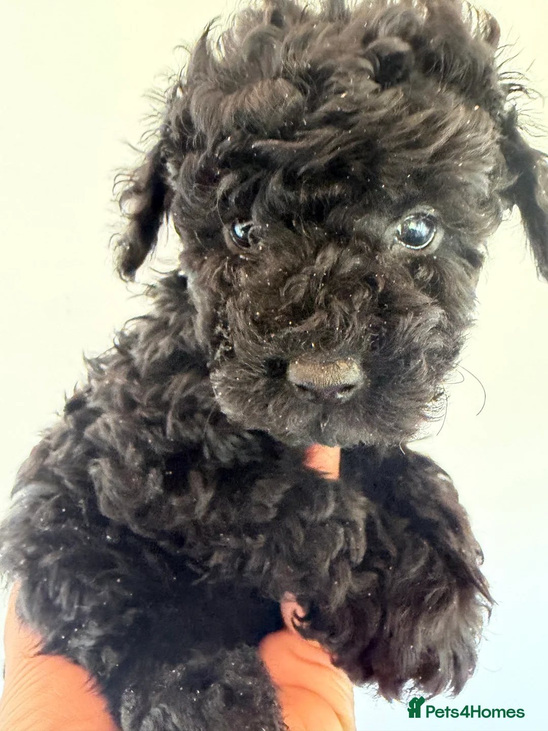 Mixed Breed dogs for sale: Poodle puppies - Advert 30