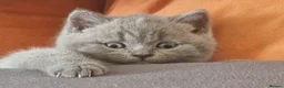 British Shorthair cats for sale: 3 female kittens in Dagenham - Advert 3