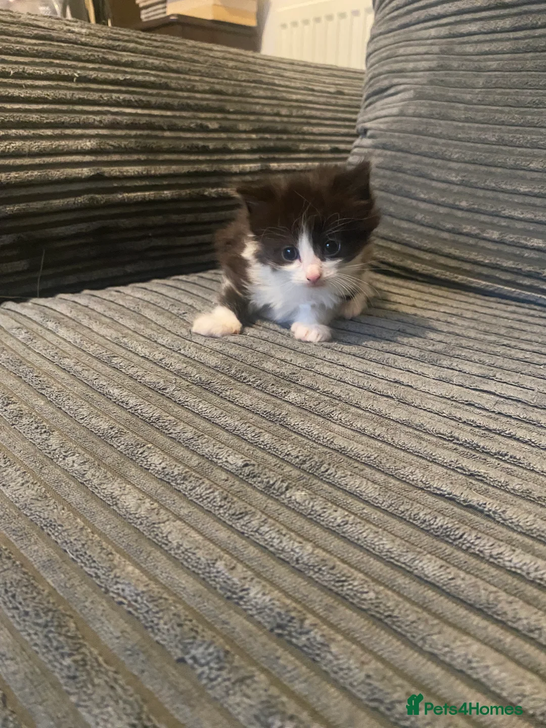 Domestic Shorthair cats for sale: 4 Beautiful kittens looking for loving homes - Advert 5