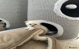 Scottish Fold cats for sale: Adorable playful scottish fold kittens  - Image 23