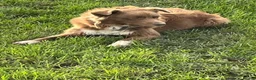Border Collie dogs for sale: Red Border Collie - Fly - Advert 2