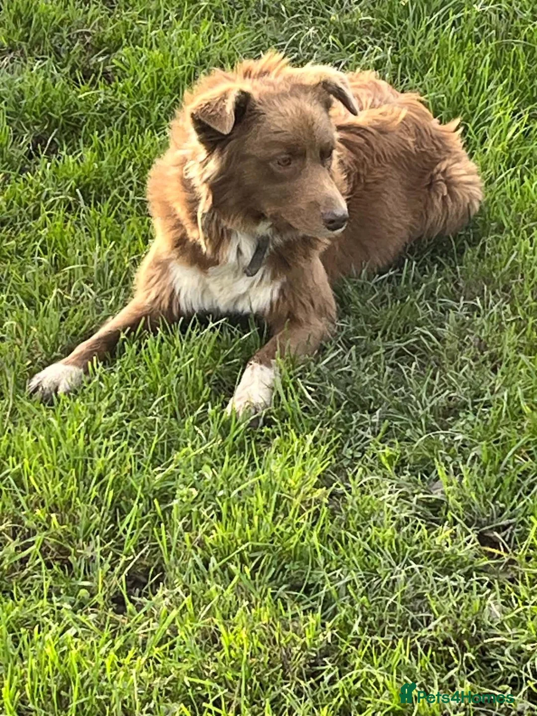 Border Collie dogs for sale: Red Border Collie - Fly - Advert 2