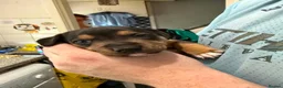 Mixed Breed dogs for sale: Marley  - Advert 4