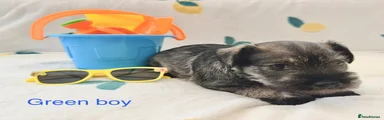 Miniature Schnauzer 3