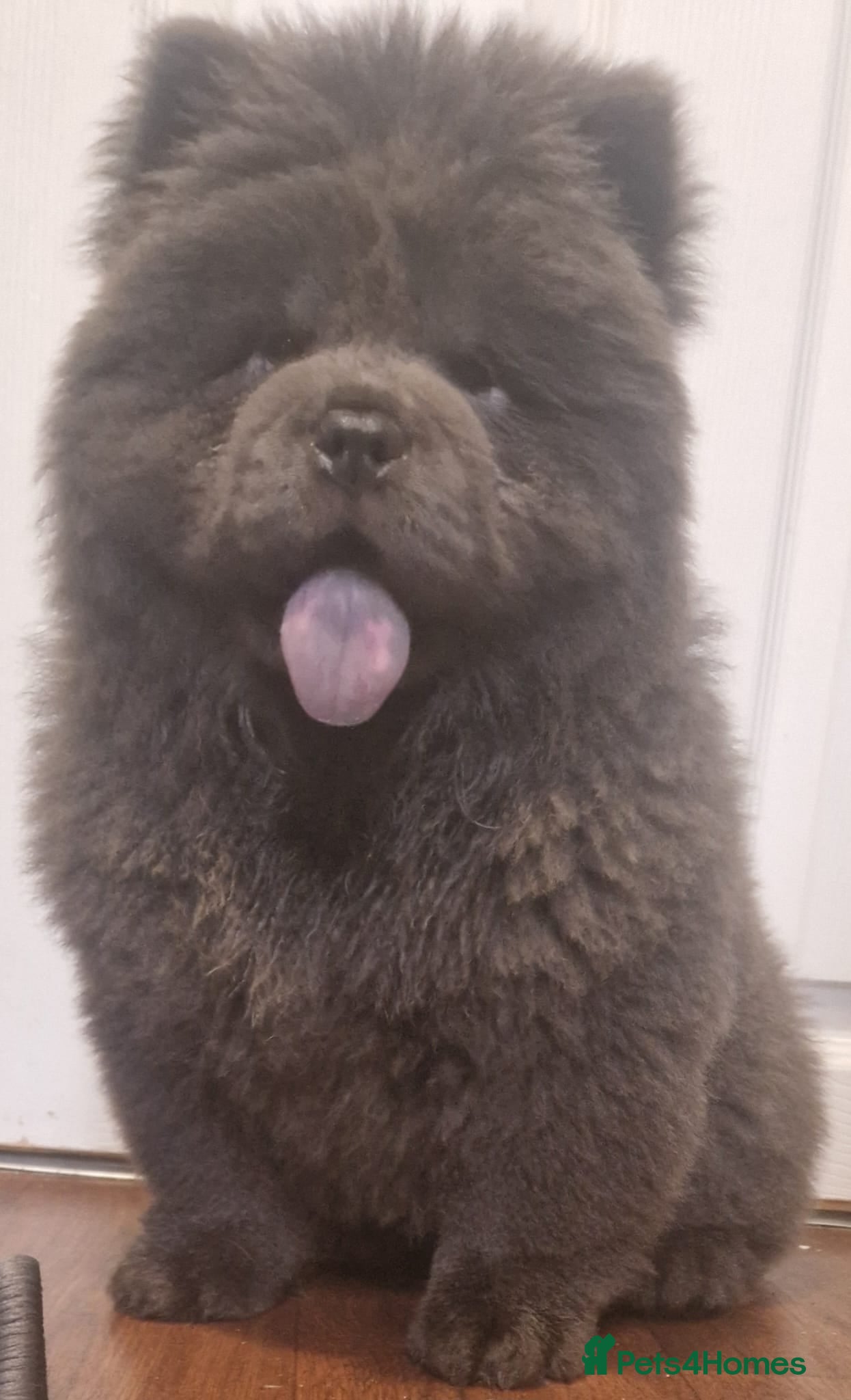 Chow Chow dogs Reduced £2400 LAST BLUE KC FEMALE AVAILABLE. - Advert 2