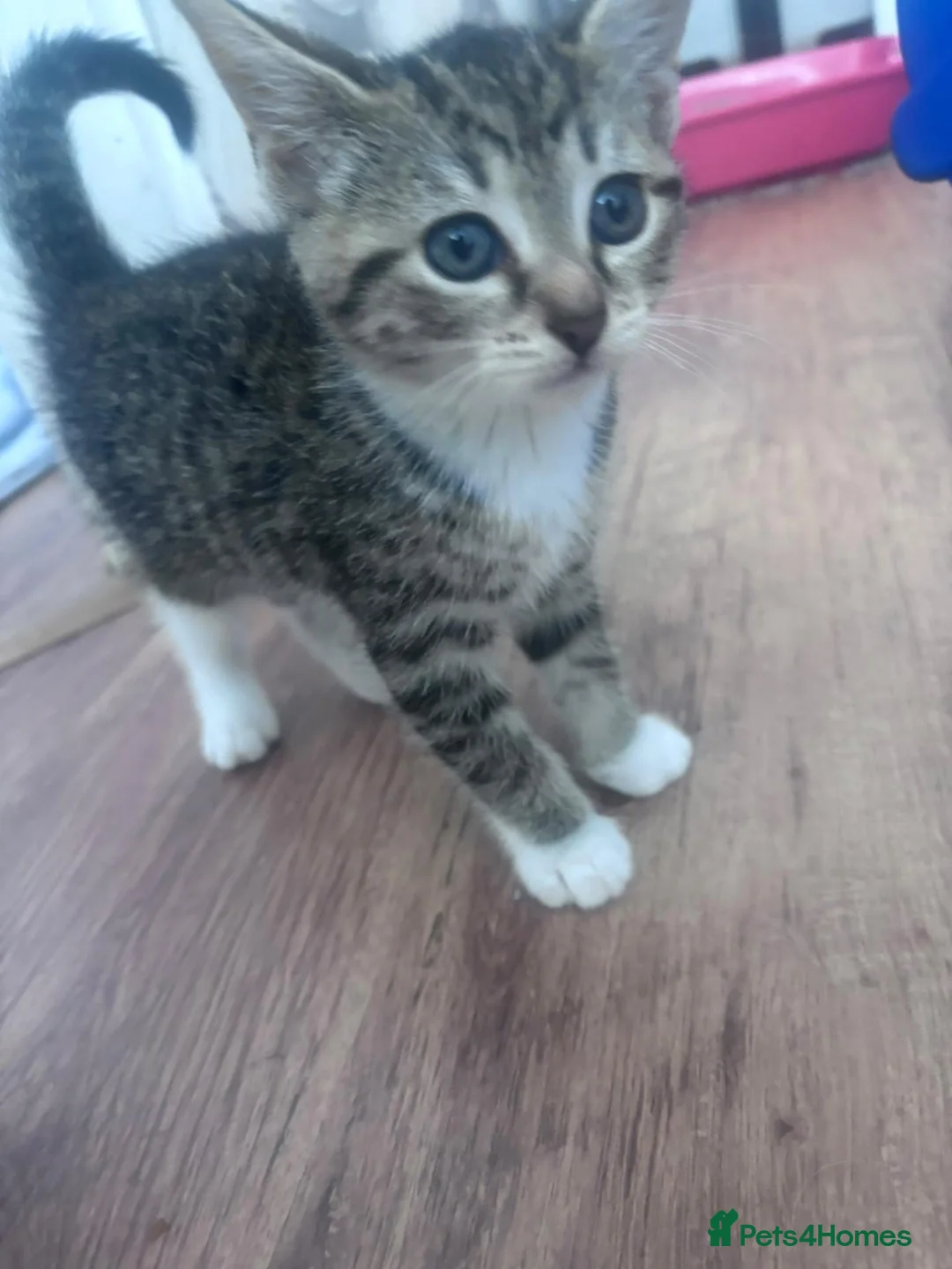 Domestic Shorthair cats for sale: Kittens for sale  - Advert 7