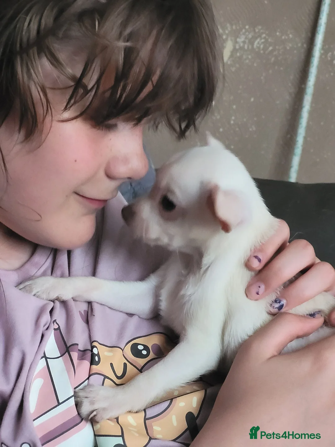 Chihuahua dogs for sale: Chihuahua Puppies ready in 2 weeks - Advert 18