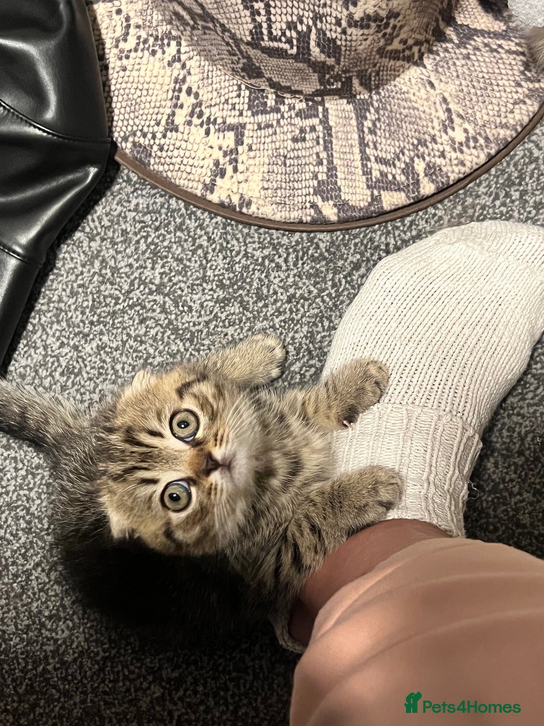 Scottish Fold cats for sale: Adorable Scottish Fold Baby Boy - Advert 3