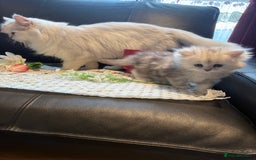 Ragdoll cats for sale: 🐾Fluffy Little Dreamers Are Here!🐈 - Image 7