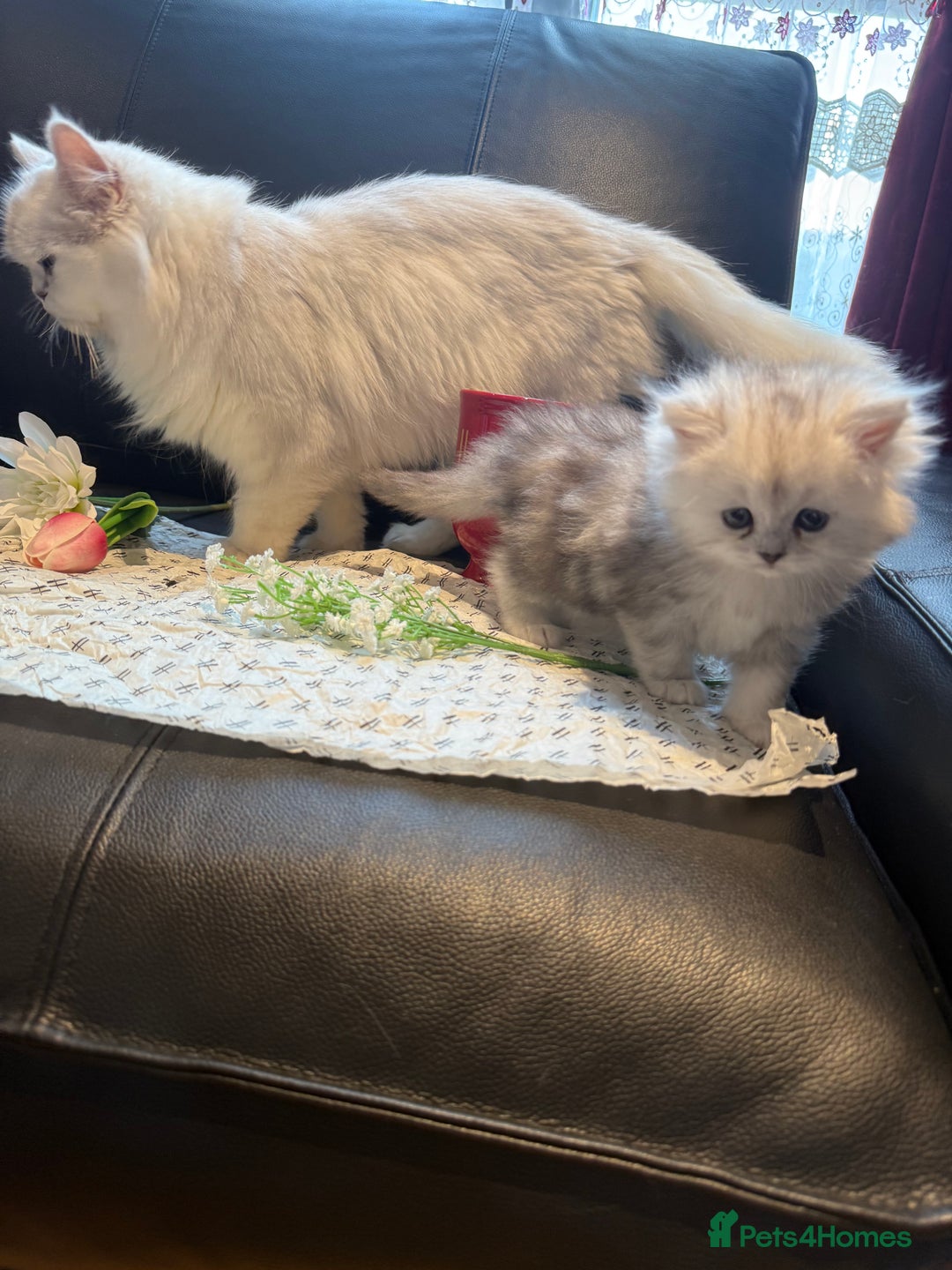 Ragdoll cats for sale: 🐾Fluffy Little Dreamers Are Here!🐈 - Image 7