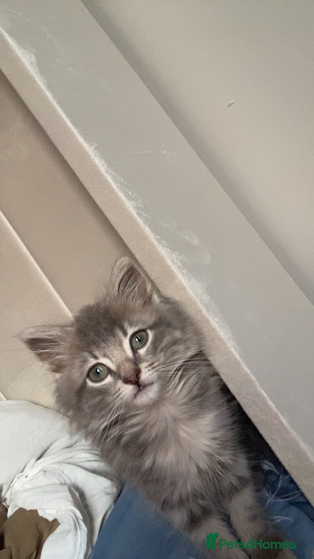 British Longhair cats for sale: Beautiful grey kitten  - Image 9
