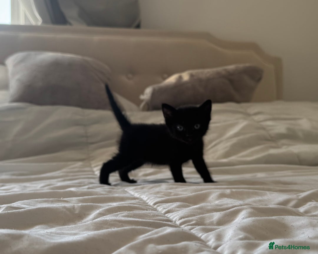 Mixed Breed cats for sale: 3x black kittens for sale  - Image 13