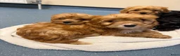 Cavapoo dogs for sale: Cavapoo puppies  in Falkirk - Advert 3