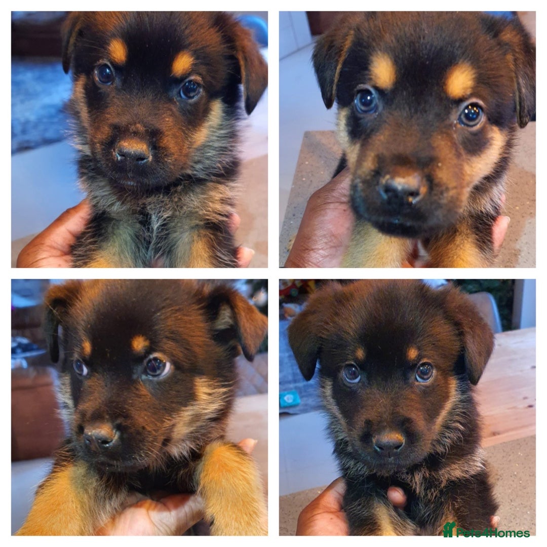 Mixed Breed dogs for sale: Puppies for sale - Advert 2