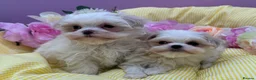 Maltese dogs for sale: Maltipoos ready now  - Advert 5